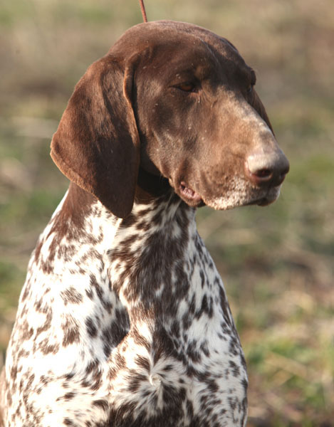Jetta malomkozi