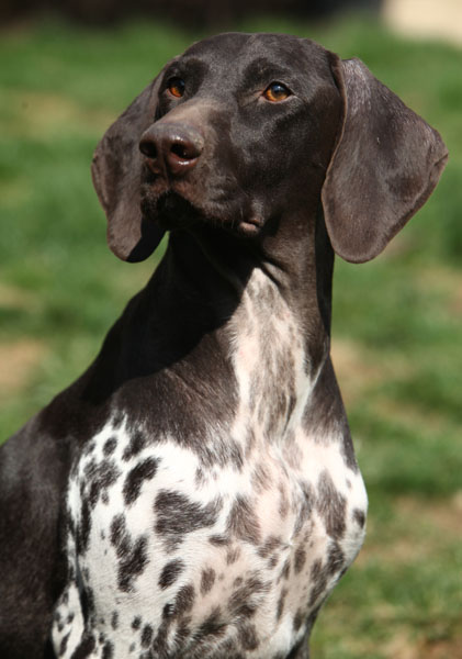 CH. Chanel de la Haille au loup