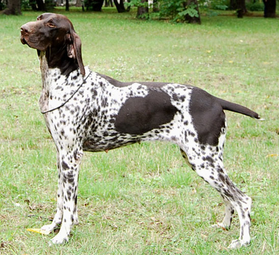 CH. Bora de la Haille au loup