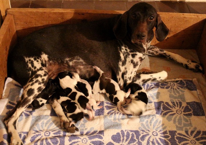 Chiot Braque allemand à poil court du Nid aux Nobles